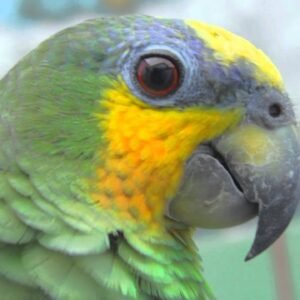 orange winged amazon