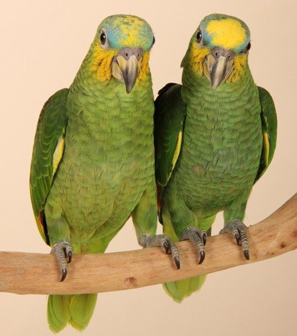 orange winged amazon orange winged amazon