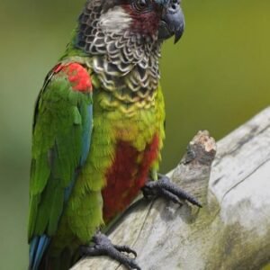 painted conure