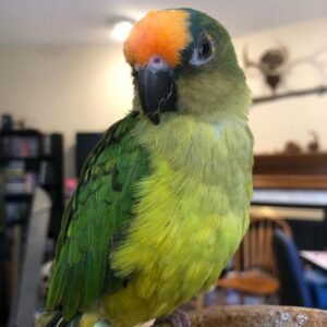 peach fronted conure