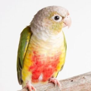 pineapple green cheek conures