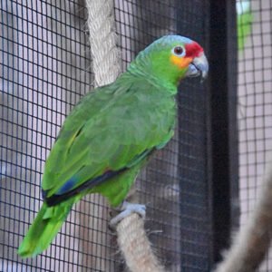 red lored amazon
