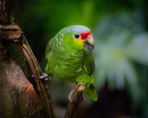red lored amazon red lored amazon