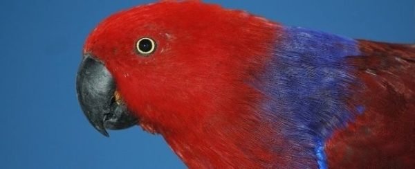 red sided eclectus red sided eclectus