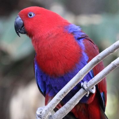 red sided eclectus red sided eclectus