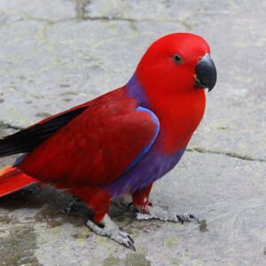 red sided eclectus