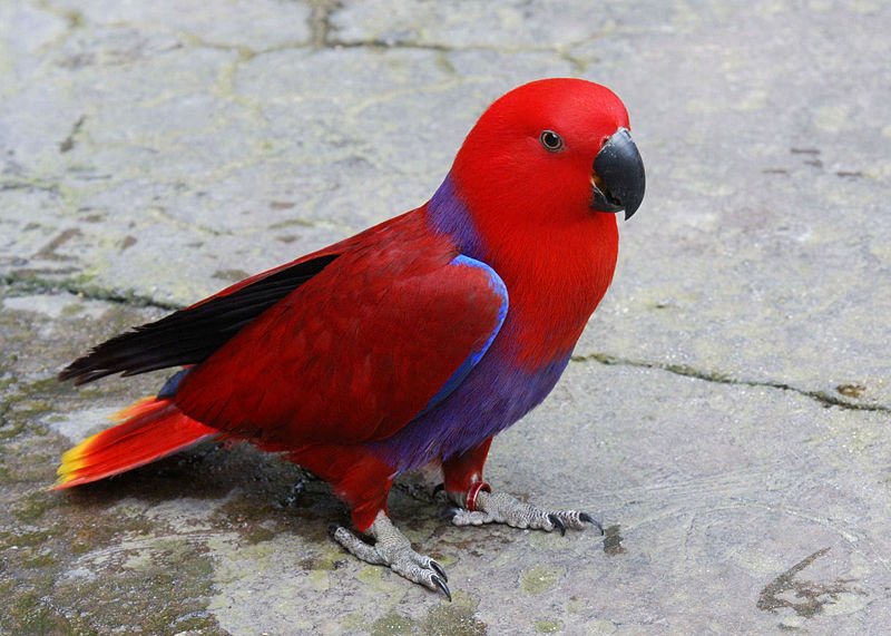 red sided eclectus red sided eclectus