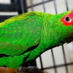 red spectacled amazon