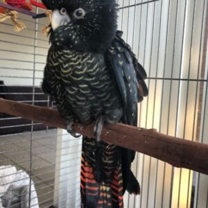red tailed black cockatoo