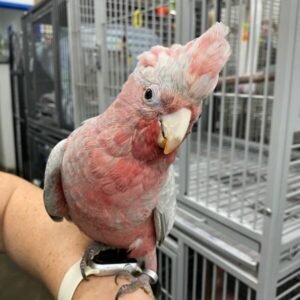 rose breasted cockatoo