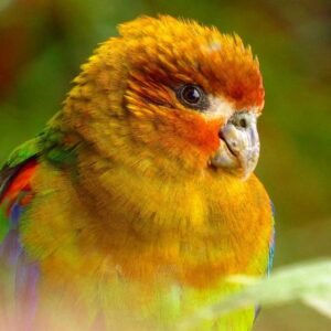 rusty faced parrot