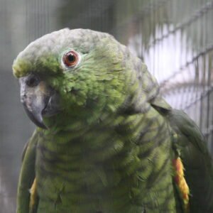 scaly naped amazon