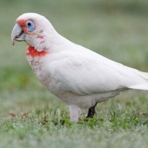 slender billed cockatoo