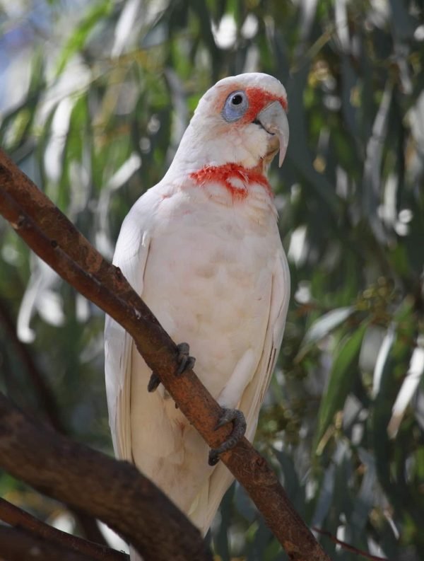 slender billed cockatoo slender billed cockatoo