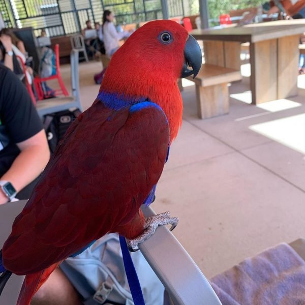 solomon island eclectus solomon island eclectus
