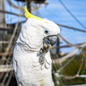 sulphur crested cockatoo