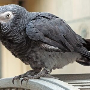timneh african grey parrot