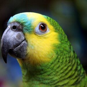 turquoise fronted amazon