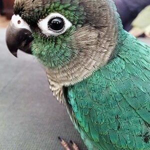 turquoise green cheek conure