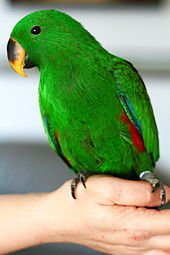 vosmaers eclectus vosmaers eclectus