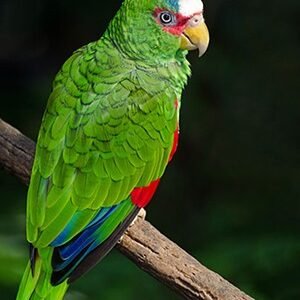 white fronted amazon