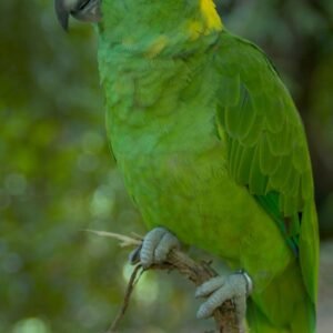 yellow naped amazon