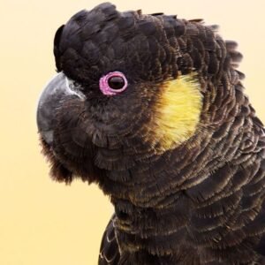 yellow tailed black cockatoo