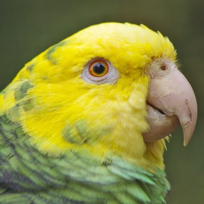 yellow headed amazon yellow headed amazon
