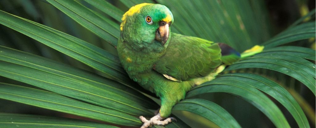 yellowamazonparrot
