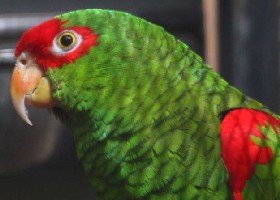 yucatan amazon yucatan amazon