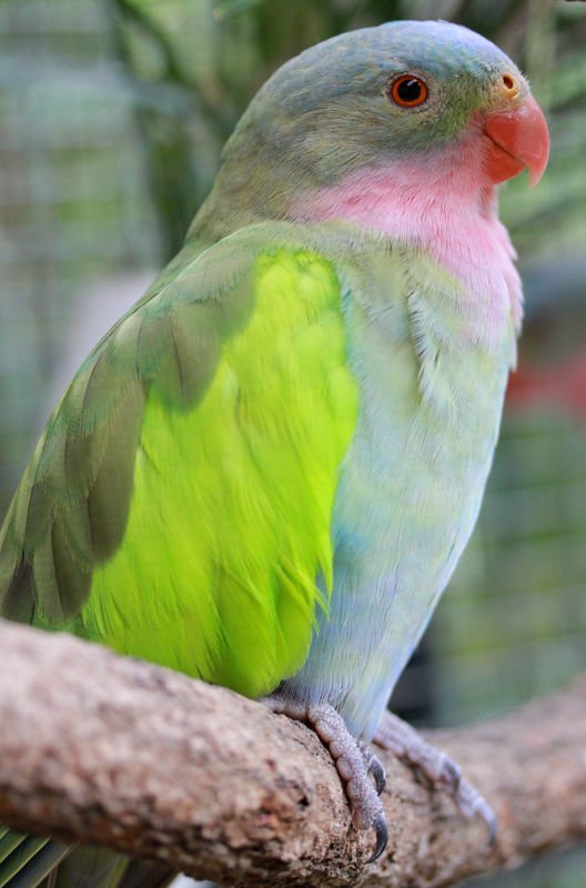 princess parrot princess parrot