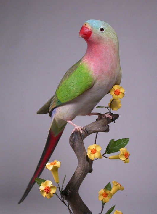 princess parrot princess parrot